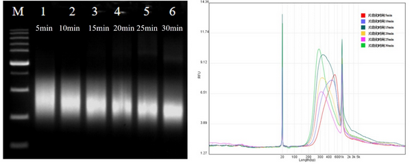 Figure 1 Fragment size under different interruption times