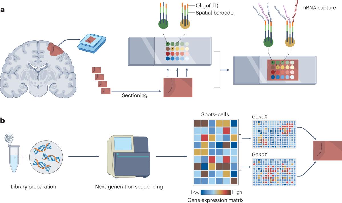 Magnetic Separator For Nucleic Acid Purification