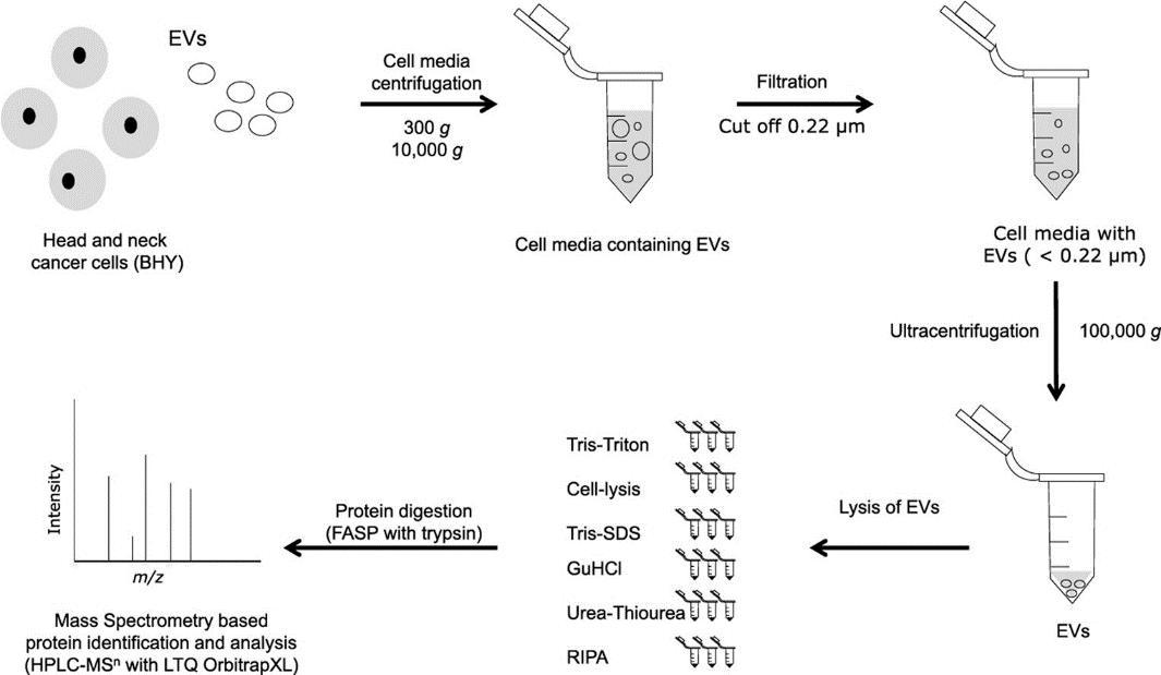 Probe-free Ultrasonicator