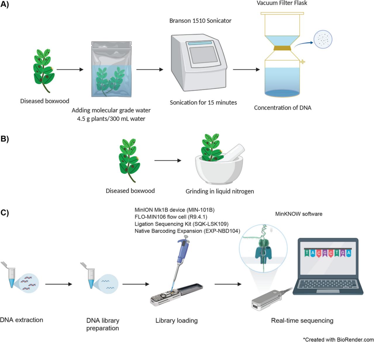 ultrasonic homogenizer