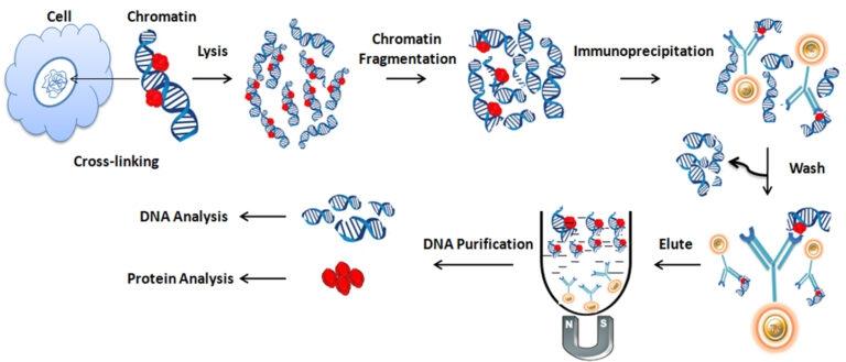 Chromatin Immunoprecipitation