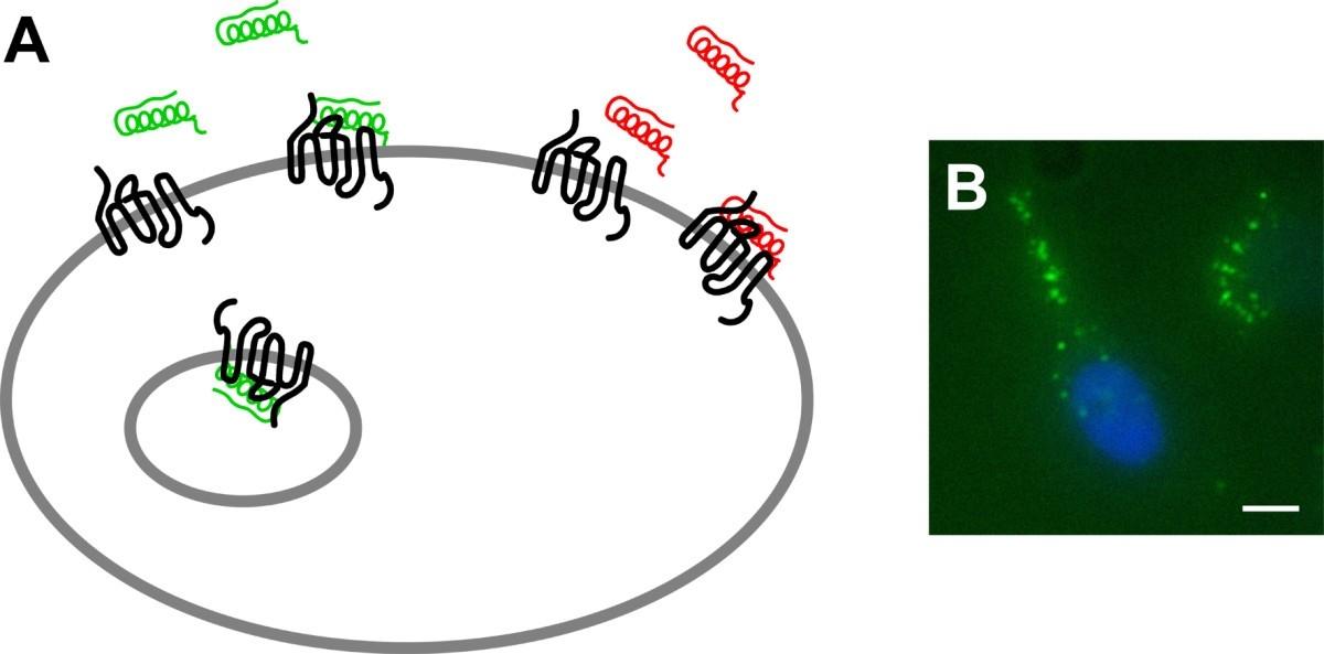GPCR Membrane Protein Microarray