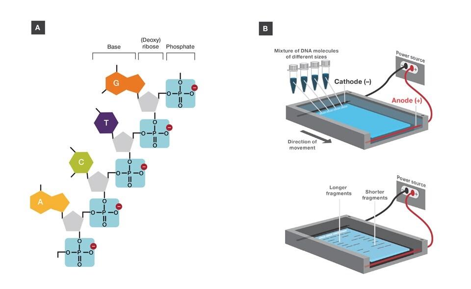 Nucleic Acid Electrophoresis