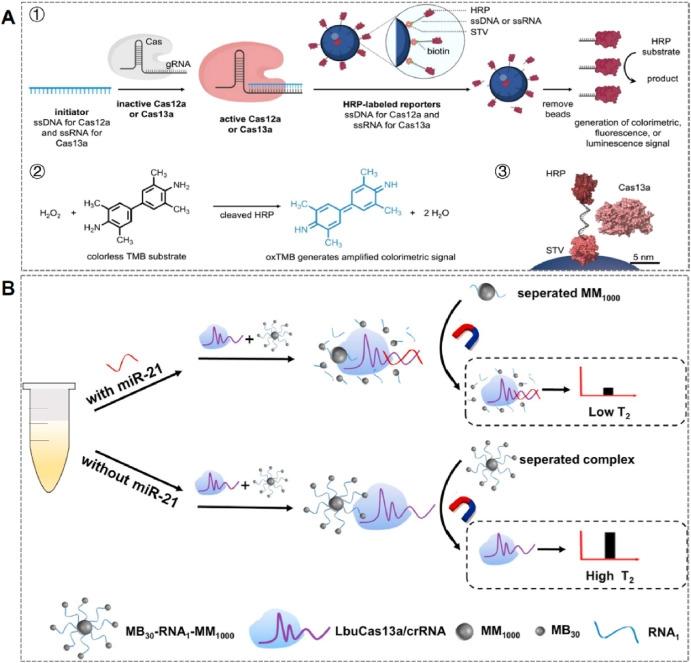 Magnetic Separation System