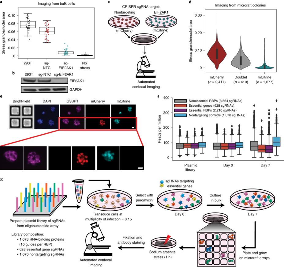 Pharmaceutical Lab Gel Imager