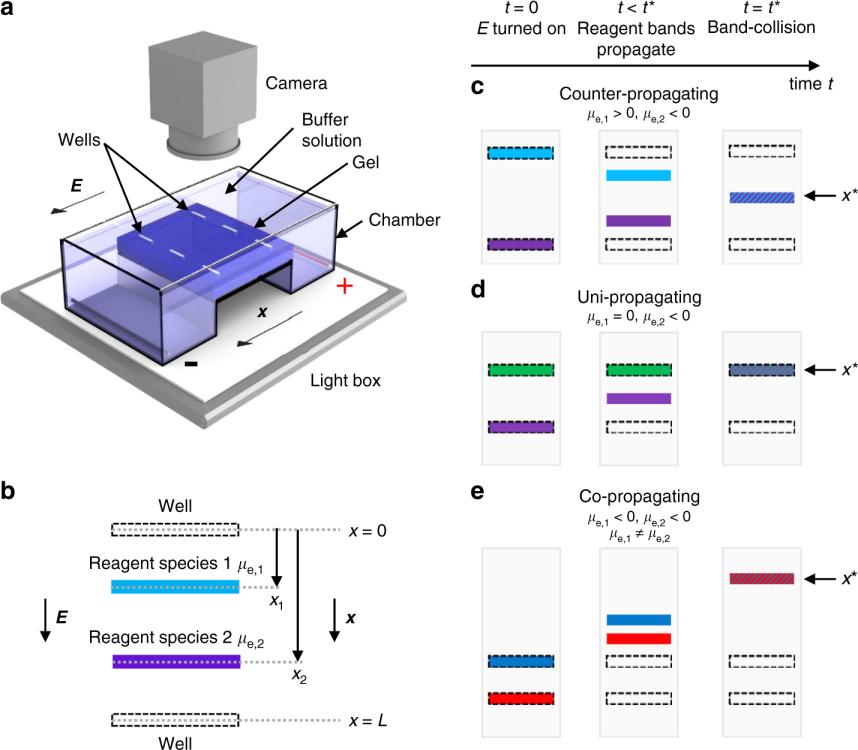 gel electrophoresis image capture