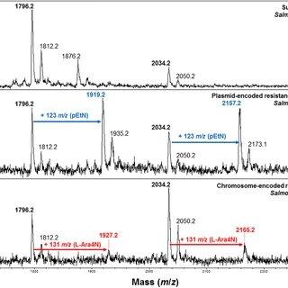 集束超音波装置