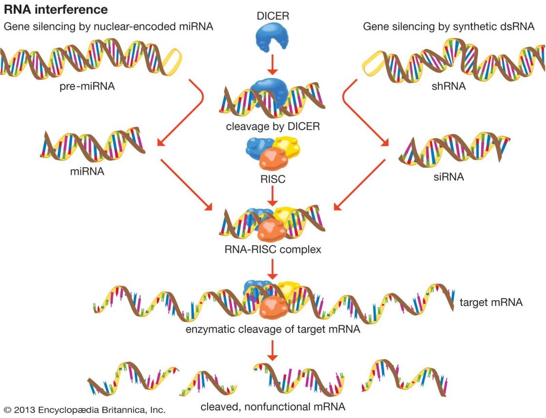 RNA Electrophoresis