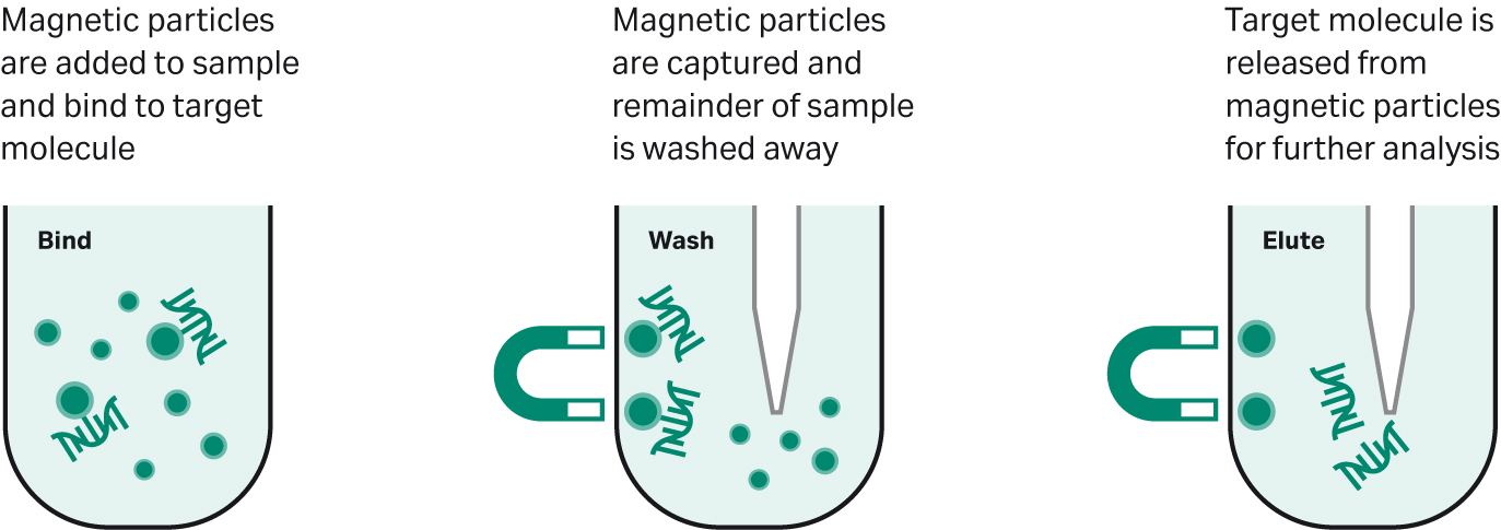 Magnetic Separator For Nucleic Acid Purification Explained: Low-Noise ...