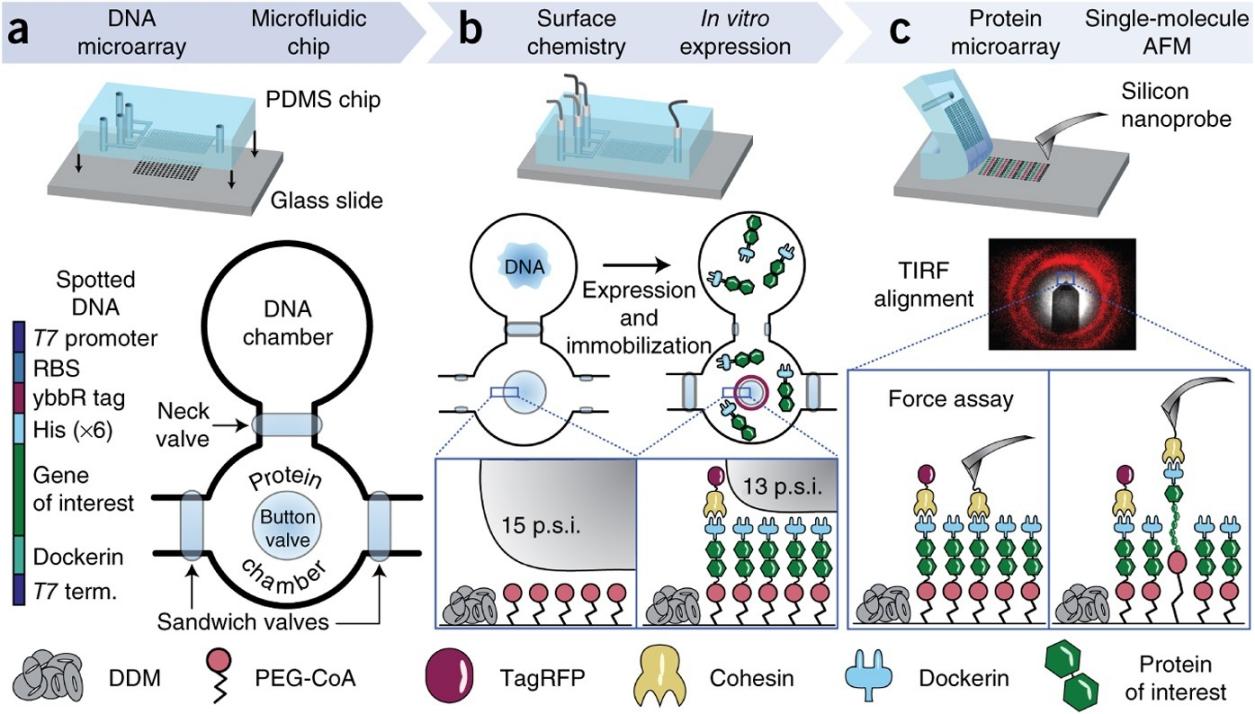 Revealing How Proteins Control Genes