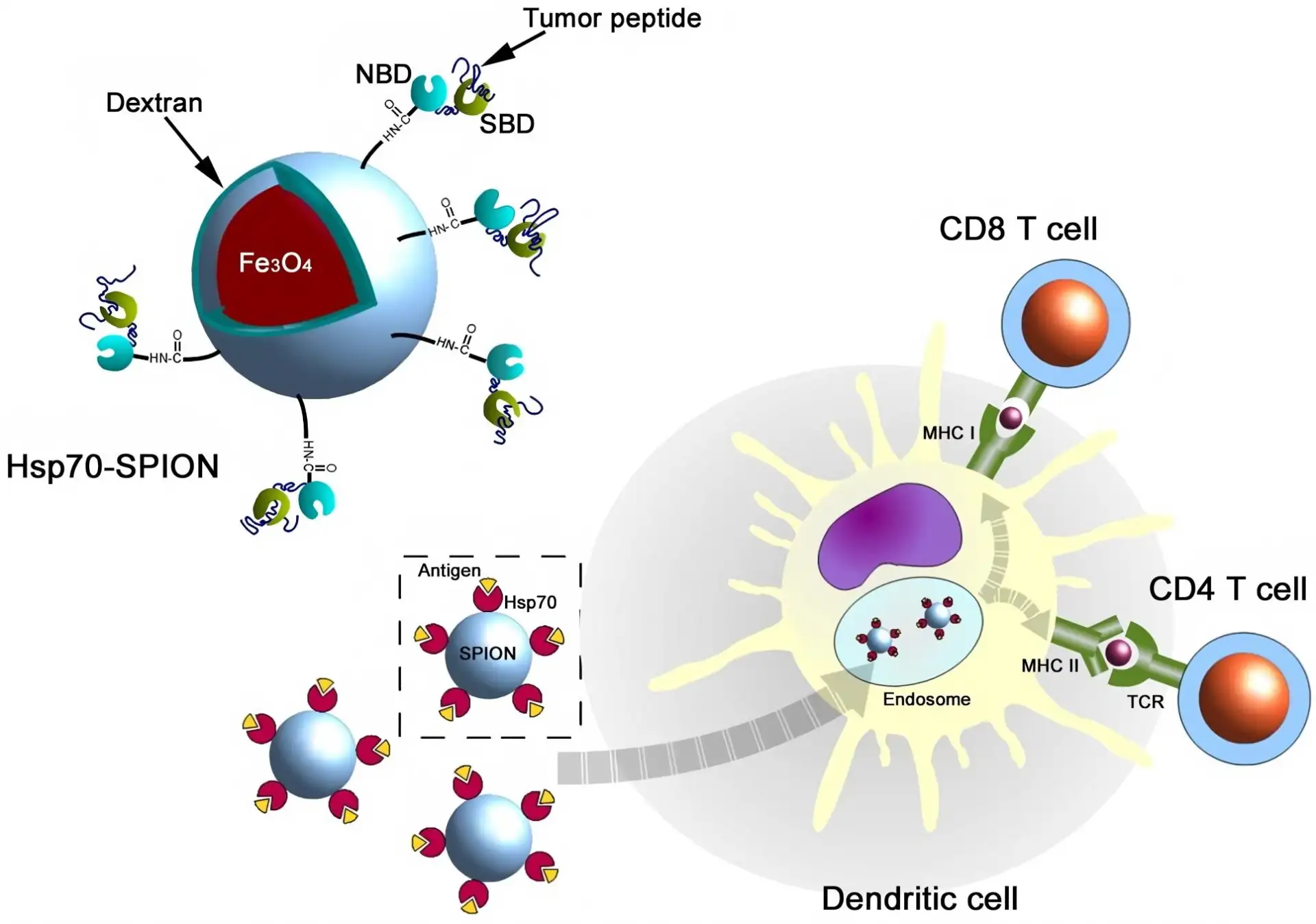 A Magnetic Cell Separation Device for Enzyme-Immobilized Beads ...